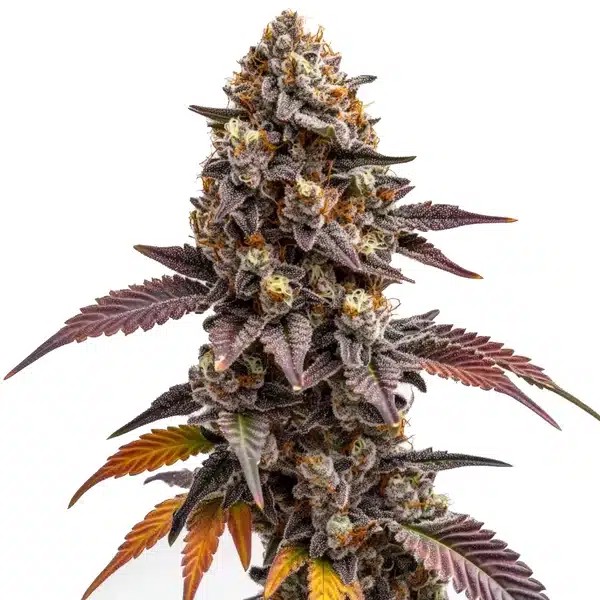 Z OG Kush-image