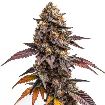 Z OG Kush
