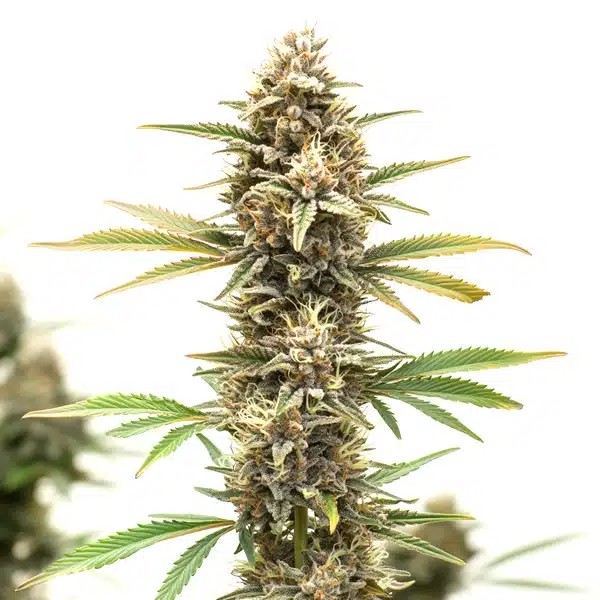 Z OG Regular-image