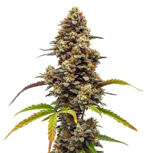 Z OG x Bruce Banner Regular-image