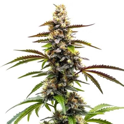 Z OG x Tangie Power