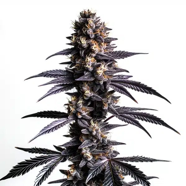 Zoap Extraction-image