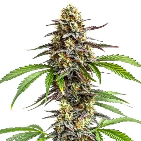 Zookies-image