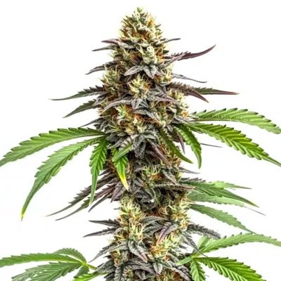 Zookies