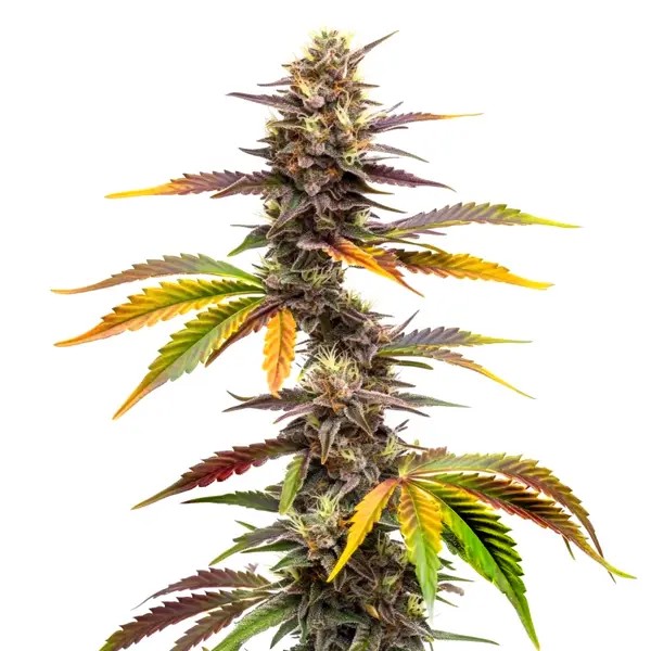 Zwonka-image
