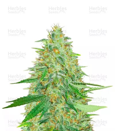 Afghan Kush-image