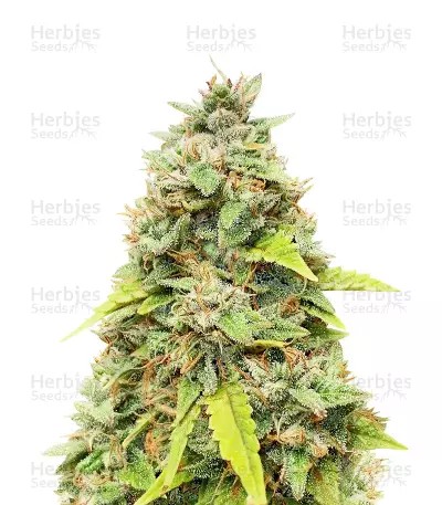 Amnesia Auto-image