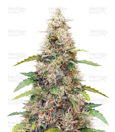 Amnesia Haze Auto-image