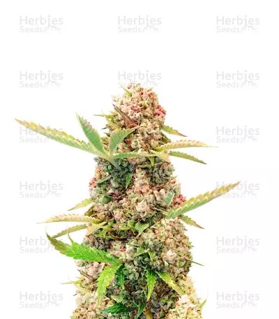 Amnesia Kush Auto-image