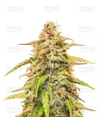 Auto CBD Kush