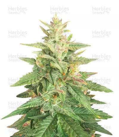 Big Bud Auto-image
