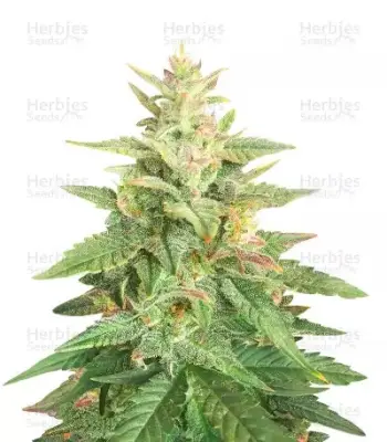 Big Bud Auto