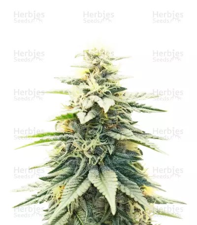 Blue Dream-image