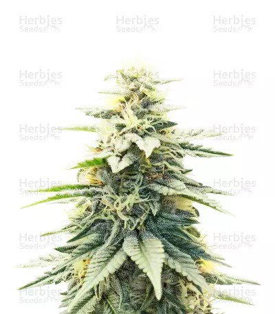 Blue Dream