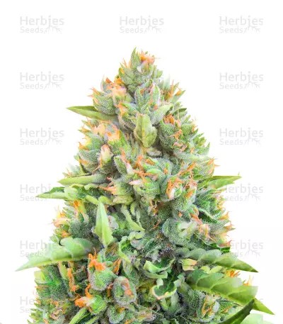 Blue Dream Auto-image