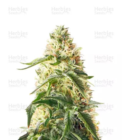 Blueberry-image