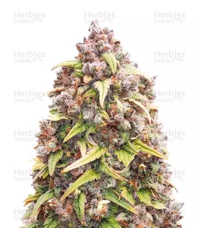 Blueberry Auto-image