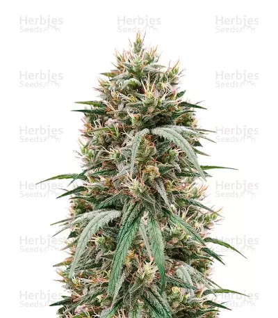 Blueberry Hill-image