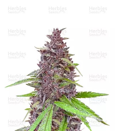 Blueberry x OG Kush-image