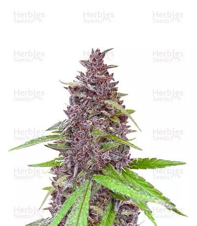 Blueberry x OG Kush