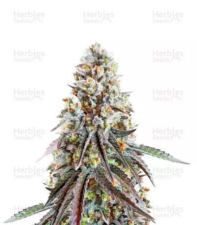 Bruce Banner