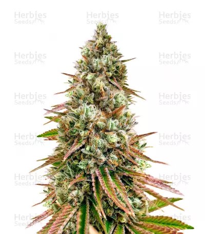 Bruce Banner #3-image
