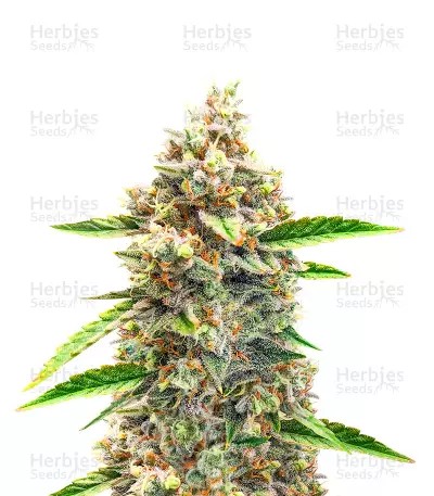 Bruce Banner #3 Auto-image