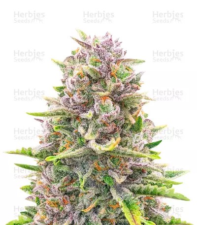 Bruce Banner Auto-image