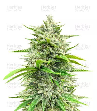 Bruce Banner Fast Version