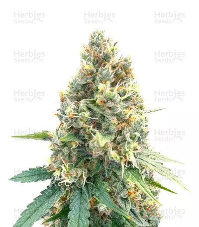 Bruce Banner x Chocolope-image