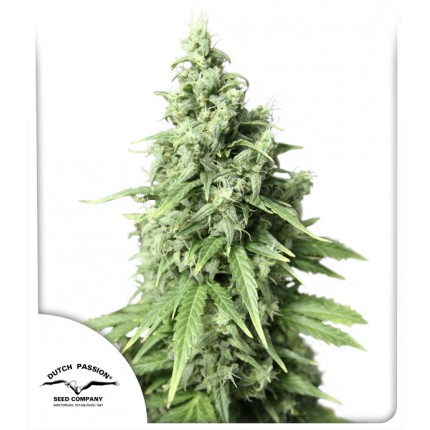 auto-durban-poison-image