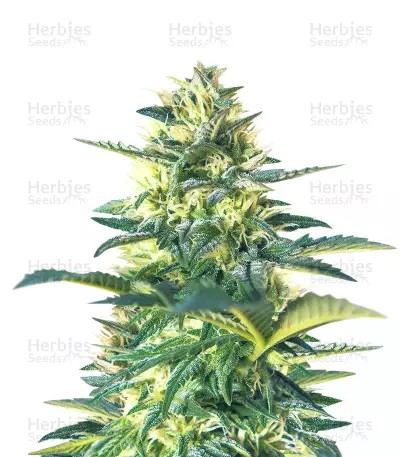 Bubba Kush Auto-image