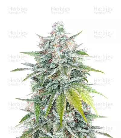 Bubblegum-image