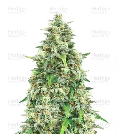 Bubblegum Auto-image