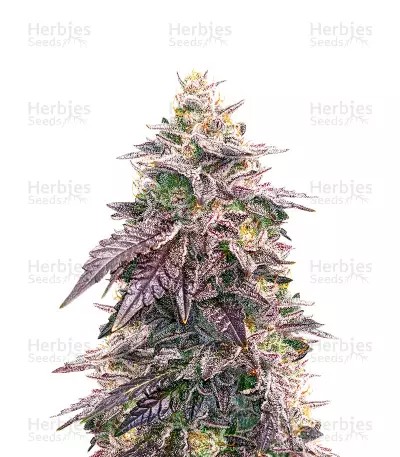 Candy Kush-image