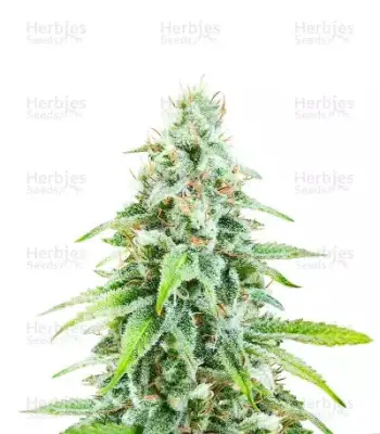 Cannatonic CBD