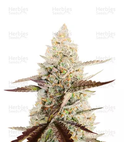 CBD Amnesia-image