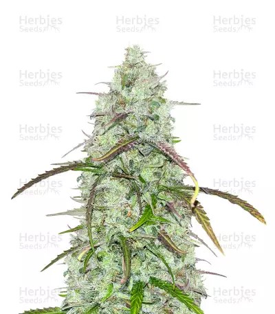 CBD Critical Mass Auto-image
