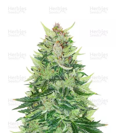 CBD Lemon Auto-image
