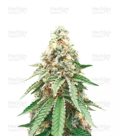 CBD OG Kush-image