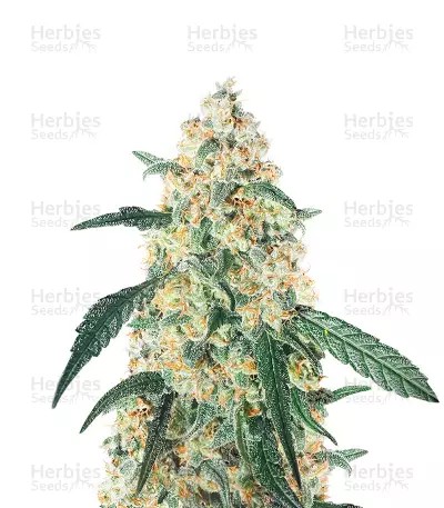 CBD White Widow 1:1 Auto-image