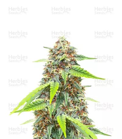 Chemdog #4-image