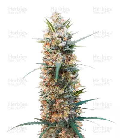 Chemdog Auto-image