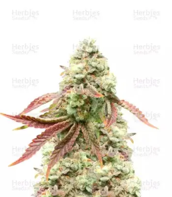 Cherry Pie
