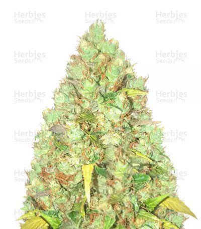 Critical XXL