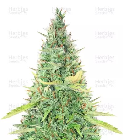Critical XXL Auto-image