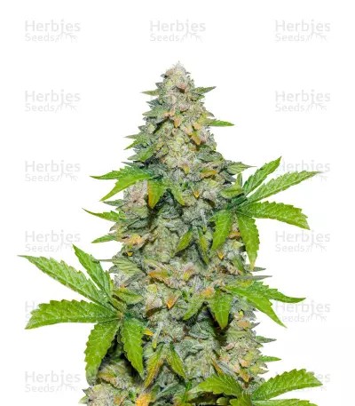 Durban Poison Auto-image