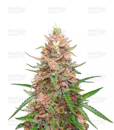 Exodus Cheese-image