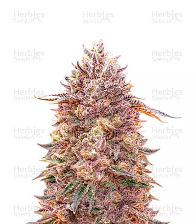 G13 Auto-image