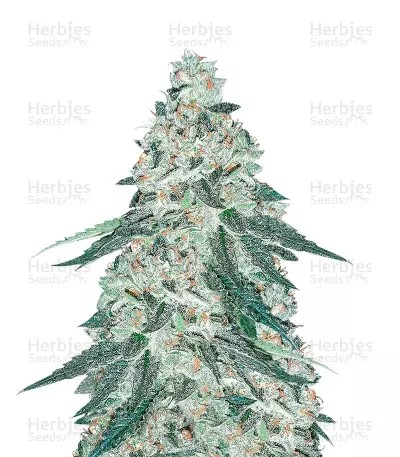 Gelato-image